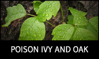 Poison Ivy and Poison Oak